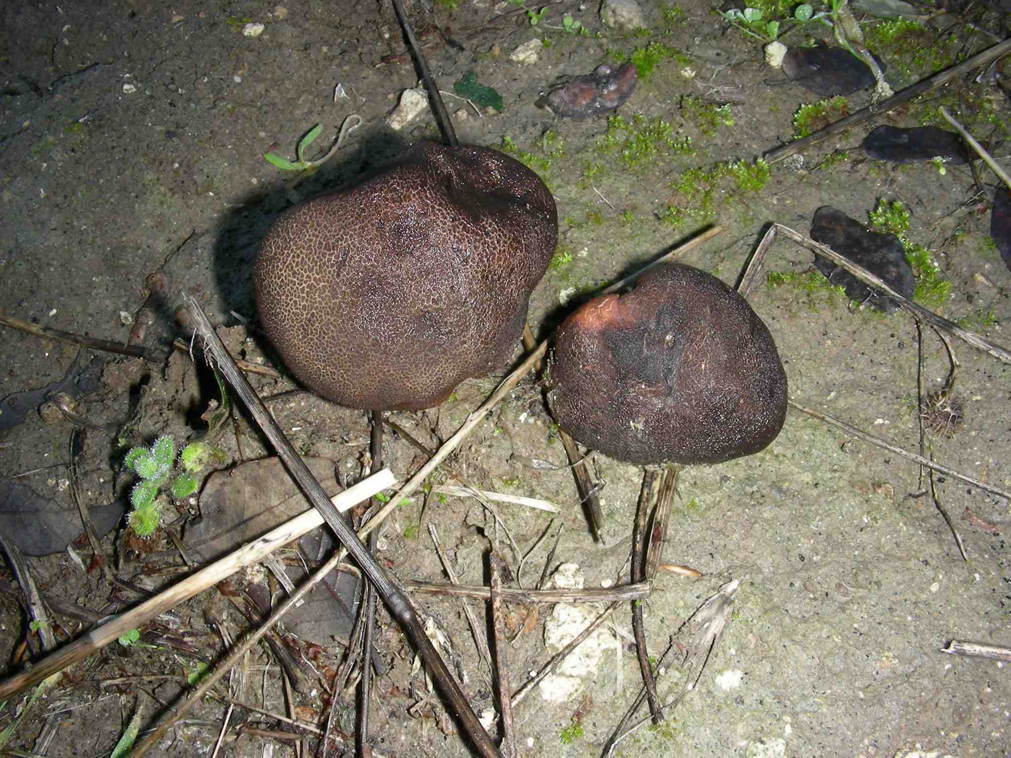 1854 Dicembre vecchio ritrovamento